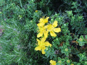 IMG_6920 (Medium)